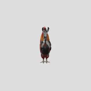 Majestic Rooster