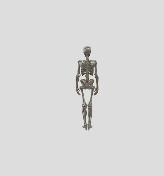 Male Human Skeleton - Model preview 3