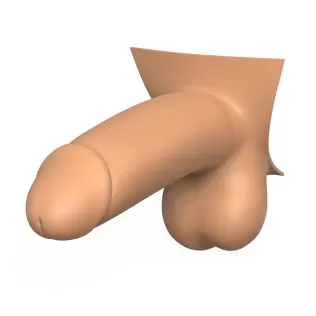 3D Print Ready Penis Erection Stages - Model thumbnail 4