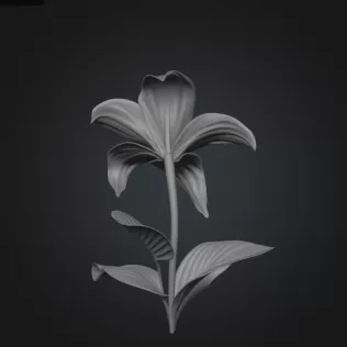 Lily flower