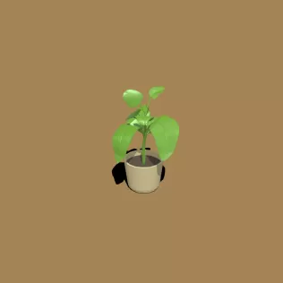 planta