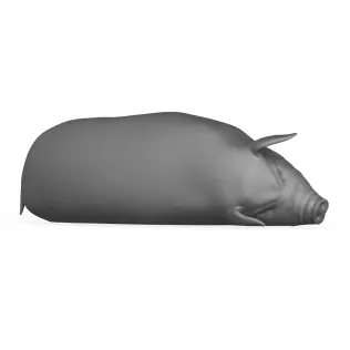 Pig Sleeping Pose