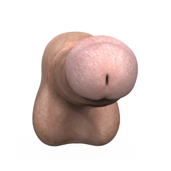 3D Print Ready Young Man Penis 04 - Model preview 3