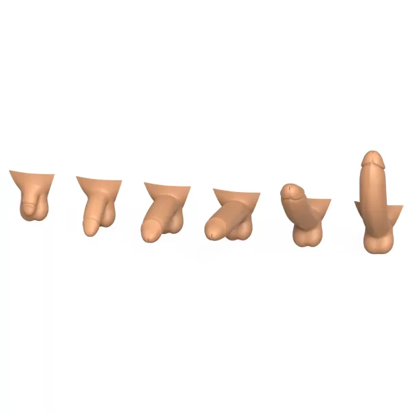 3D Print Ready Penis Erection Stages - Model preview 8