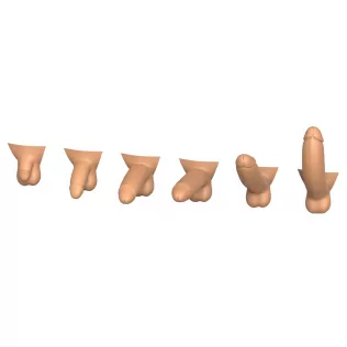 3D Print Ready Penis Erection Stages - Model thumbnail 8