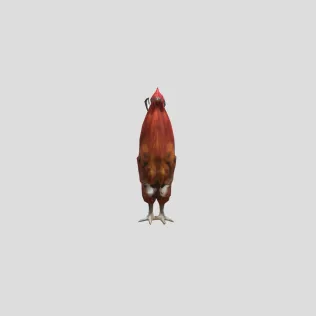 Majestic Rooster - Model thumbnail 2
