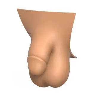 3D Print Ready Penis Erection Stages - Model thumbnail 2