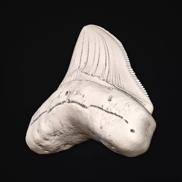 Shark Tooth #RoZ - Model preview 6