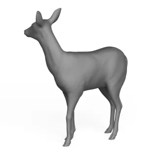 Deer
