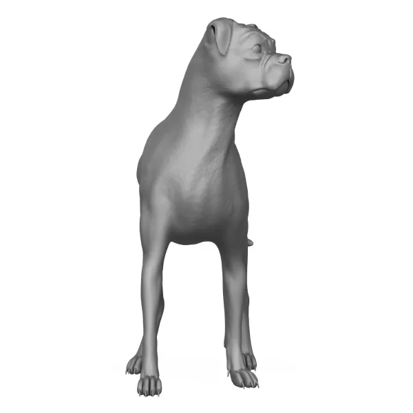 Boxer Dog Alert Pose 3D Print Model - Model preview 2