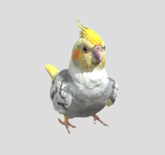 Cockatiel Bird - Model preview 2