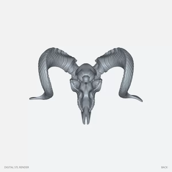 Curved Horn Ram Skull Display - STL - Model preview 4
