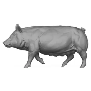 3D Printable Pig Walking Pose - Model thumbnail 3