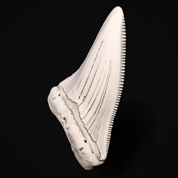 Shark Tooth #RoZ - Model preview 9