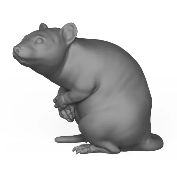 Rat Animal Pose - Model preview 3