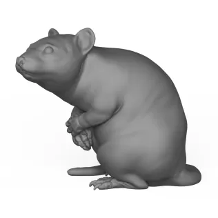 Rat Animal Pose - Model thumbnail 3