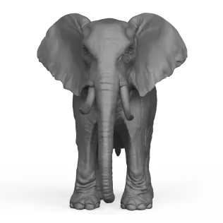 Elephant - Model thumbnail 2
