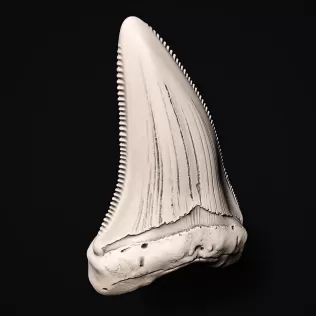 Shark Tooth #RoZ - Model thumbnail 7