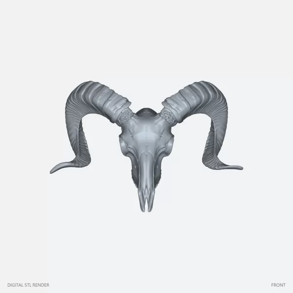 Curved Horn Ram Skull Display - STL - Model preview 1