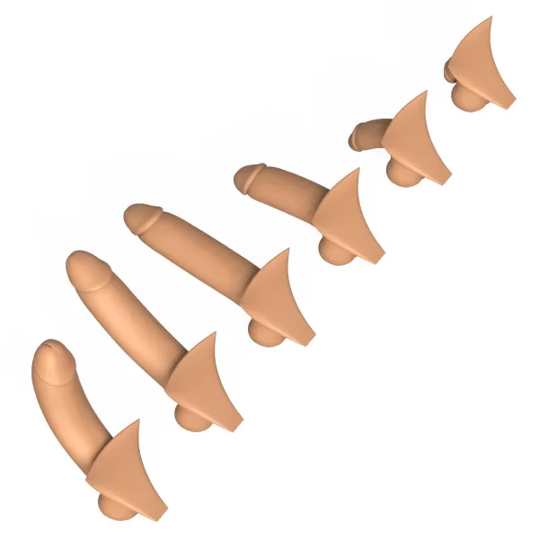 3D Print Ready Penis Erection Stages - Model preview 11