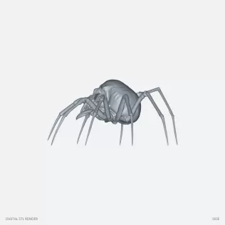 Skull Spider Creature - 100 mm STL - Model thumbnail 3