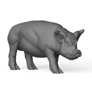 Pig