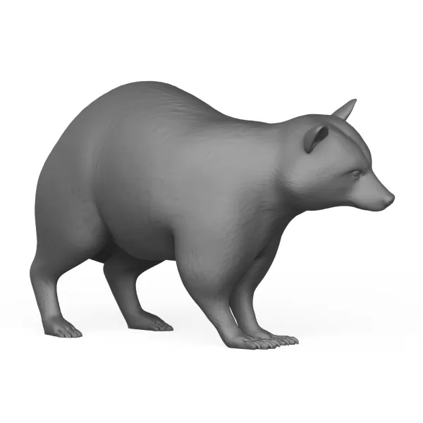 Racoon Animal - Model preview 5