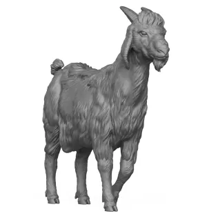 3D Printable Goat - Model thumbnail 5
