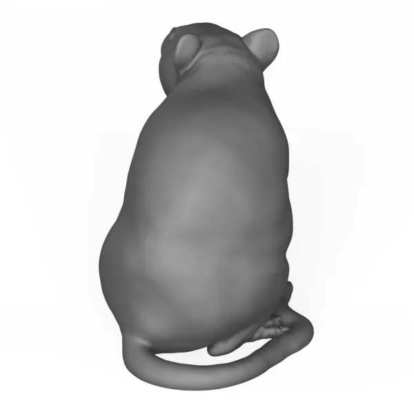 Rat Animal Pose - Model preview 4