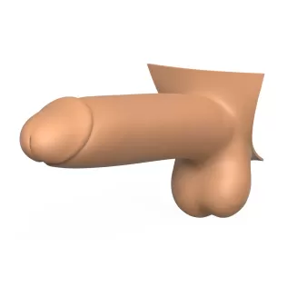 3D Print Ready Penis Erection Stages - Model thumbnail 5