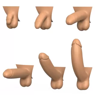 3D Print Ready Penis Erection Stages - Model thumbnail 1