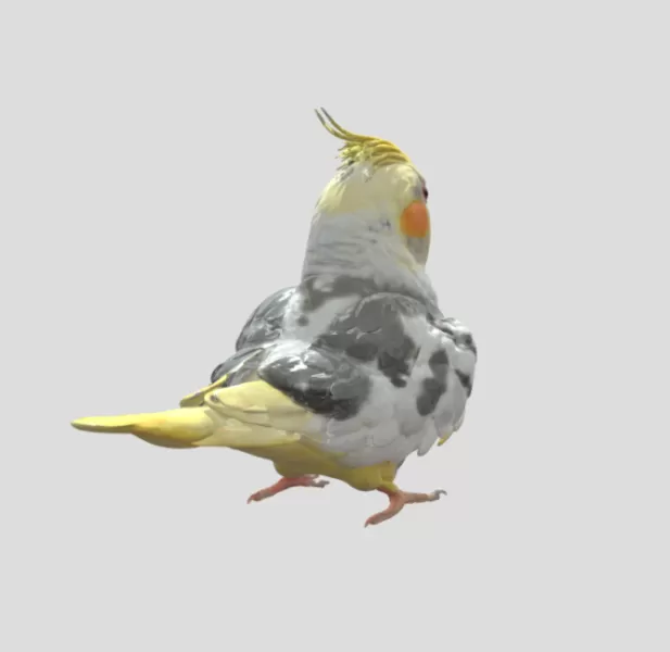 Cockatiel Bird - Model preview 3