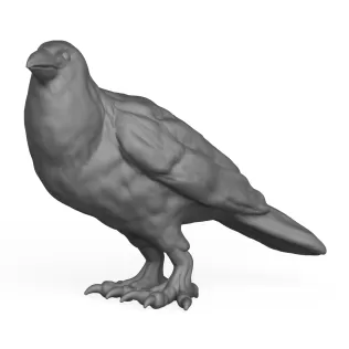 Crow Bird