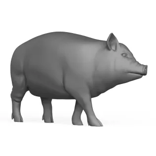 Pig Standing Pose