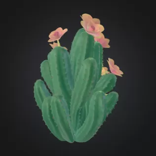 Cactus